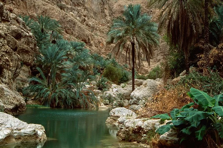 Palmeras frondosas que crecen junto al borde de una poza serena en Wadi Shab.